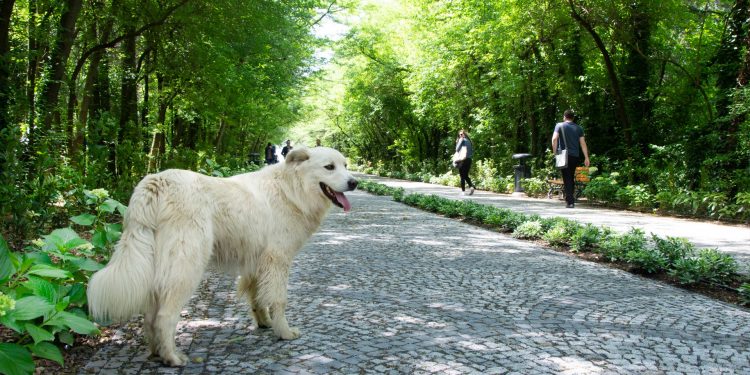 İTÜ Ayazağa Yerleşkesi Dünyanın 71’inci, Avrupa’nın ise 37’nci En Yeşil Kampüsü