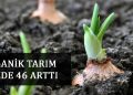 Organik Tarım %46 arttı