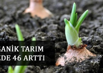 Organik Tarım %46 arttı