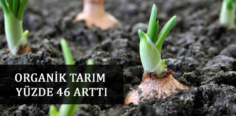 Organik Tarım %46 arttı