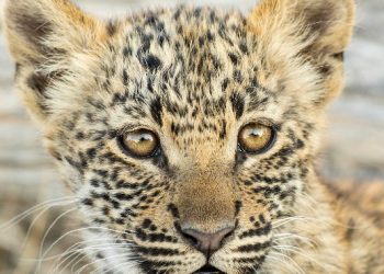 Vahşi Krallık Yeni Sezonuyla National Geographic WILD’da