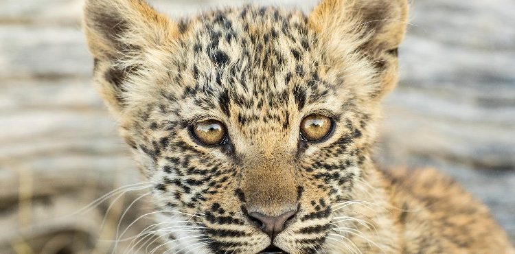 Vahşi Krallık Yeni Sezonuyla National Geographic WILD’da